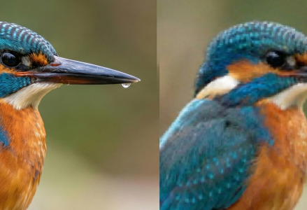 手機拍鳥變馬賽克？拒絕數位變焦糊圖，掌握「安全快門」加這顆神鏡，毛流都清晰