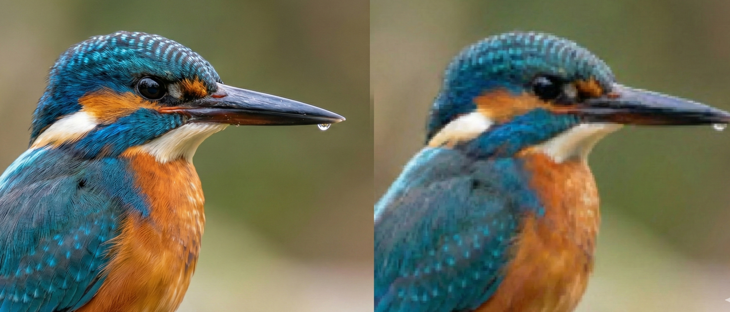 手機拍鳥變馬賽克？拒絕數位變焦糊圖，掌握「安全快門」加這顆神鏡，毛流都清晰