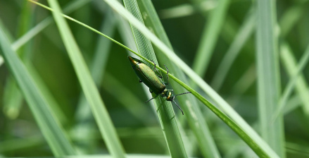 手機微距攝影教學:告別貼臉拍!掌握 5cm 黃金距離,3 招拍出單眼級細節