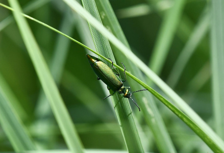 手機微距攝影教學：告別貼臉拍！掌握 5cm 黃金距離，3 招拍出單眼級細節