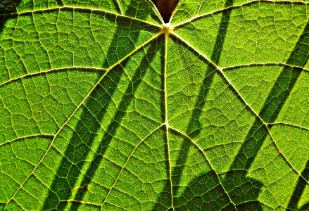 2026手機顯微鏡推薦｜APEXEL 200倍手機顯微鏡，帶你看見肉眼看不到的微觀世界