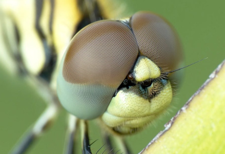 別再怪手機鏡頭爛！3招告別廢片人生，掌握光影與「這顆神器」，隨手拍出顯微級神作