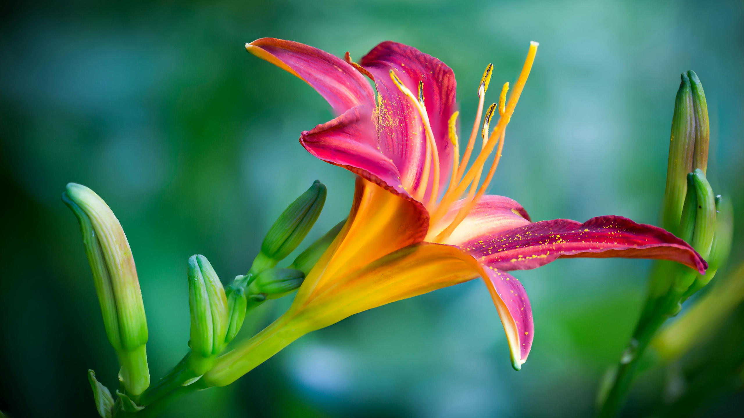 花