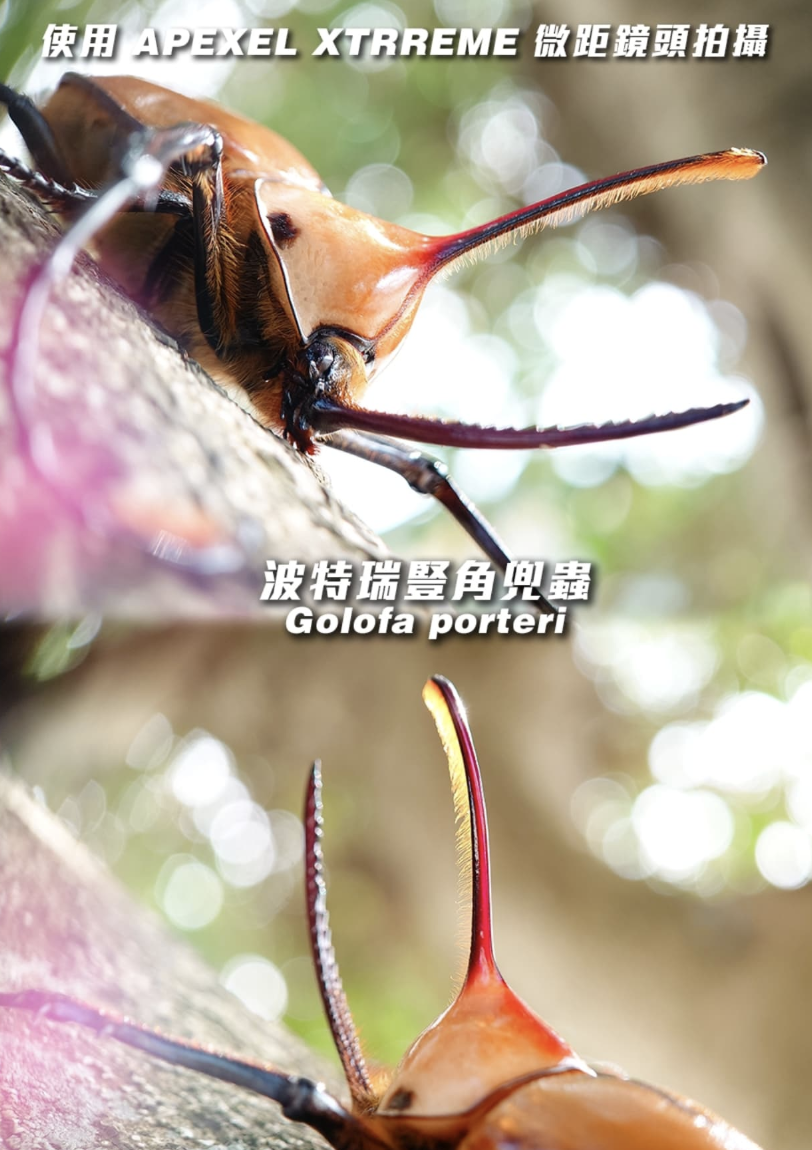 N愛甲蟲實拍作品 APEXEL Xtreme微距鏡頭